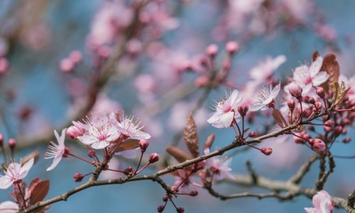 méditation pleine conscience et émerveillement du printemps